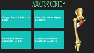 aductor corto*
Origen: Rama inferior del
pubis
Inserción: Línea áspera
del fémur
Inervación: Nervio
obturador (L3-L4)
Acción: Aducción y
flexión de la cadera
 