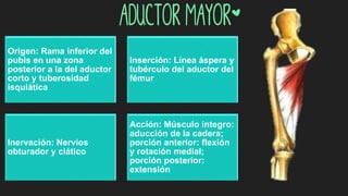 aductor mayor*
Origen: Rama inferior del
pubis en una zona
posterior a la del aductor
corto y tuberosidad
isquiática
Inserción: Línea áspera y
tubérculo del aductor del
fémur
Inervación: Nervios
obturador y ciático
Acción: Músculo íntegro:
aducción de la cadera;
porción anterior: flexión
y rotación medial;
porción posterior:
extensión
 