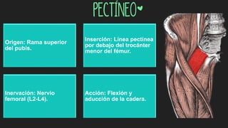 Pectíneo*
Origen: Rama superior
del pubis.
Inserción: Línea pectínea
por debajo del trocánter
menor del fémur.
Inervación: Nervio
femoral (L2-L4).
Acción: Flexión y
aducción de la cadera.
 