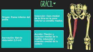 grácil*
Origen: Rama inferior del
pubis
Inserción: Cara medial
de la tibia en la zona
inferior al cóndilo medial.
Inervación: Nervio
obturador (L3-L4)
Acción: Flexión y
rotación medial de la
rodilla; aducción y
rotación medial de la
cadera
 