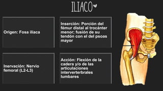 iliaco*
Origen: Fosa ilíaca
Inserción: Porción del
fémur distal al trocánter
menor; fusión de su
tendón con el del psoas
mayor
Inervación: Nervio
femoral (L2-L3)
Acción: Flexión de la
cadera y/o de las
articulaciones
interverterbrales
lumbares
 