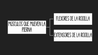 Músculos que mueven la
pierna
Flexores de la rodilla
Extensores de la rodilla
 