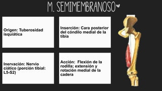 m. Semimembranoso*
Origen: Tuberosidad
isquiática
Inserción: Cara posterior
del cóndilo medial de la
tibia
Inervación: Nervio
ciático (porción tibial:
L5-S2)
Acción: Flexión de la
rodilla; extensión y
rotación medial de la
cadera
 