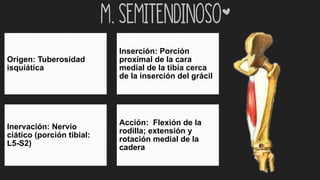 m. Semitendinoso*
Origen: Tuberosidad
isquiática
Inserción: Porción
proximal de la cara
medial de la tibia cerca
de la inserción del grácil
Inervación: Nervio
ciático (porción tibial:
L5-S2)
Acción: Flexión de la
rodilla; extensión y
rotación medial de la
cadera
 