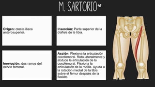 m. Sartorio*
Origen: cresta iliaca
anterosuperior.
Inserción: Parte superior de la
diáfisis de la tibia.
Inervación: dos ramos del
nervio femoral.
Acción: Flexiona la articulación
coxofemoral. Rota lateralmente y
abduce la articulación de la
coxofemoral. Flexiona la
articulación de la rodilla. Ayuda a
la rotación medial de la tibia
sobre el fémur después de la
flexión.
 
