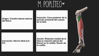 m. poplíteo*
Origen: Cóndilo lateral externo
del fémur
Inserción: Cara posterior de la
porción proximal del cuerpo
de la tibia
Inervación: Nervio tibial (L4-
S1)
Acción: Rotación medial de la
tibia (o rotación lateral del
fémur) en la rodilla; flexión de
la rodilla
 