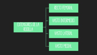 Extensores de la
rodilla
Recto femoral
Vasto intermedio
Vasto lateral
Vasto medial
 