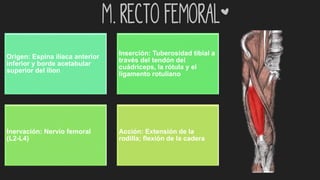 m. Recto femoral*
Origen: Espina ilíaca anterior
inferior y borde acetabular
superior del ilion
Inserción: Tuberosidad tibial a
través del tendón del
cuádriceps, la rótula y el
ligamento rotuliano
Inervación: Nervio femoral
(L2-L4)
Acción: Extensión de la
rodilla; flexión de la cadera
 