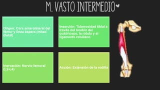 m. Vasto intermedio*
Origen: Cara anterolateral del
fémur y línea áspera (mitad
distal)
Inserción: Tuberosidad tibial a
través del tendón del
cuádriceps, la rótula y el
ligamento rotuliano
Inervación: Nervio femoral
(L2-L4)
Acción: Extensión de la rodilla
 