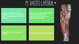 m. Vasto lateral*
Origen: Porción del fémur
anterior e inferior al trocánter
mayor y línea áspera (mitad
proximal)
Inserción: Tuberosidad tibial a
través del tendón del
cuádriceps, la rótula y el
ligamento rotuliano
Inervación: Nervio femoral
(L2-L4)
Acción: Extensión de la rodilla
 