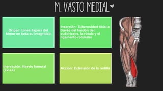 m. Vasto medial*
Origen: Línea áspera del
fémur en toda su integridad
Inserción: Tuberosidad tibial a
través del tendón del
cuádriceps, la rótula y el
ligamento rotuliano
Inervación: Nervio femoral
(L2-L4)
Acción: Extensión de la rodilla
 