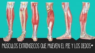 Músculos Extrínsecos que mueven el pie y los dedos*
 
