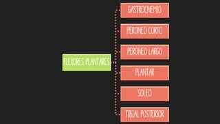 Flexores plantares
Gastrocnemio
Peroneo Corto
Peroneo Largo
Plantar
Soleo
Tibial Posterior
 