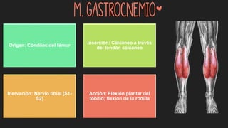 m. Gastrocnemio*
Origen: Cóndilos del fémur
Inserción: Calcáneo a través
del tendón calcáneo
Inervación: Nervio tibial (S1-
S2)
Acción: Flexión plantar del
tobillo; flexión de la rodilla
 