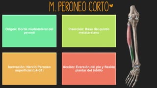 m. Peroneo corto*
Origen: Borde mediolateral del
peroné
Inserción: Base del quinto
metatarsiano
Inervación: Nervio Peroneo
superficial (L4-S1)
Acción: Eversión del pie y flexión
plantar del tobillo
 