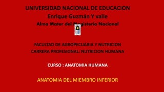 UNIVERSIDAD NACIONAL DE EDUCACION
Enrique Guzmán Y valle
Alma Mater del Magisterio Nacional
FACULTAD DE AGROPECUARIA Y NUTRICION
CARRERA PROFESIONAL: NUTRICION HUMANA
CURSO : ANATOMIA HUMANA
ANATOMIA DEL MIEMBRO INFERIOR
 