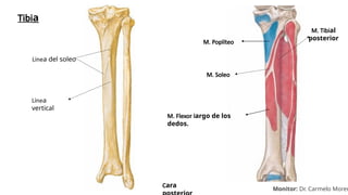 Tibia Linea MIEMBRO INFERIOR (Osteología, artrología y miología) (1).pptx
