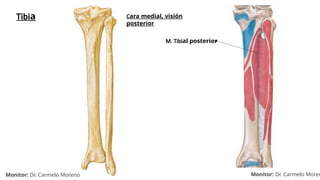 MIEMBRO INFERIOR (Osteología, artrología y miología) (1).pptx