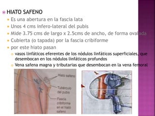  HIATO SAFENO
 Es una abertura en la fascia lata
 Unos 4 cms infero-lateral del pubis
 Mide 3.75 cms de largo x 2.5cms de ancho, de forma ovalada
 Cubierta (o tapada) por la fascia cribiforme
 por este hiato pasan
 vasos linfáticos eferentes de los nódulos linfáticos superficiales, que
desembocan en los nódulos linfáticos profundos
 Vena safena magna y tributarias que desembocan en la vena femoral
 