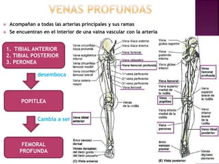  Acompañan a todas las arterias principales y sus ramas
 Se encuentran en el interior de una vaina vascular con la arteria
1. TIBIAL ANTERIOR
2. TIBIAL POSTERIOR
3. PERONEA
POPITLEA
FEMORAL
PROFUNDA
desemboca
Cambia a ser
 
