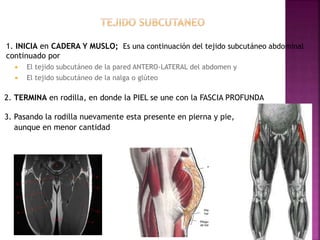 1. INICIA en CADERA Y MUSLO; Es una continuación del tejido subcutáneo abdominal
continuado por
 El tejido subcutáneo de la pared ANTERO-LATERAL del abdomen y
 El tejido subcutáneo de la nalga o glúteo
2. TERMINA en rodilla, en donde la PIEL se une con la FASCIA PROFUNDA
3. Pasando la rodilla nuevamente esta presente en pierna y pie,
aunque en menor cantidad
 