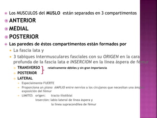  Los MUSCULOS del MUSLO están separados en 3 compartimentos
 ANTERIOR
 MEDIAL
 POSTERIOR
 Las paredes de éstos compartimentos están formados por
 La fascia lata y
 3 tabiques intermusculares fasciales con su ORIGEN en la cara
profunda de la fascia lata e INSERCION en la línea áspera de fémur
 TRANSVERSO relativamente débiles y sin gran importancia
 POSTERIOR
 LATERAL
 Especialmente FUERTE
 Proporciona un plano AMPLIO entre nervios a los cirujanos que necesitan una ámplia
exposición del fémur
 LIMITES origen: tracto iliotibial
inserción: labio lateral de línea áspera y
la línea supracondílea de fémur
 