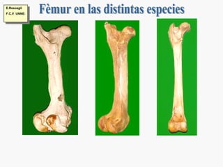 Fèmur en las distintas especies E.Resoagli F.C.V  UNNE: 