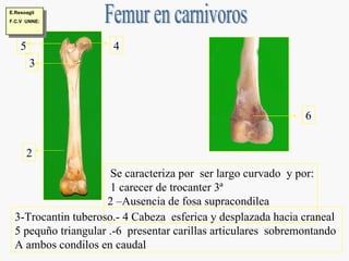 Se caracteriza por  ser largo curvado  y por: 1 carecer de trocanter 3ª 2 –Ausencia de fosa supracondilea 3-Trocantin tuberoso.- 4 Cabeza  esferica y desplazada hacia craneal 5 pequño triangular .-6  presentar carillas articulares  sobremontando  A ambos condilos en caudal  3 2 4 5 6 Femur en carnivoros E.Resoagli F.C.V  UNNE: 