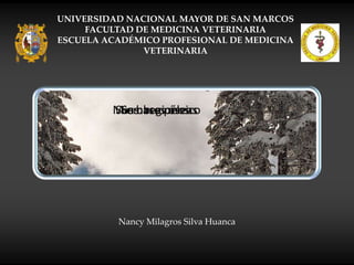 UNIVERSIDAD NACIONAL MAYOR DE SAN MARCOS
FACULTAD DE MEDICINA VETERINARIA
ESCUELA ACADÉMICO PROFESIONAL DE MEDICINA
VETERINARIA

Miembro pélvico
Sus bases óseas
Sus regiones

Nancy Milagros Silva Huanca

 