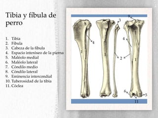 Regiones Y Bases seas Del Miembro P lvico PPTX regiones-y-bases-seas-del-miembro-p-lvico-pptx
