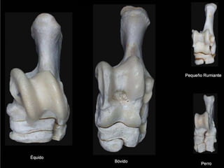 Regiones y bases óseas del miembro pélvico. 