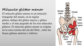 Músculo glúteo menor
El músculo glúteo menor es un músculo
triangular del muslo, en la región
glútea, debajo del glúteo ma...