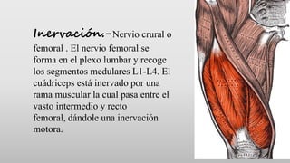 Inervación.-Nervio crural o
femoral . El nervio femoral se
forma en el plexo lumbar y recoge
los segmentos medulares L1-L4...
