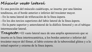 Músculo vasto lateral
Es una porción del músculo cuádriceps, se inserta: por una lámina
tendinosa, en el borde anterior e ...