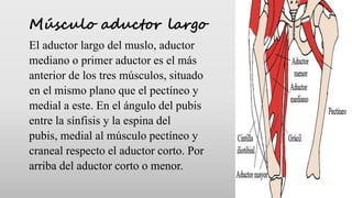 Músculo aductor largo
El aductor largo del muslo, aductor
mediano o primer aductor es el más
anterior de los tres músculos...