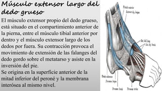 Músculo extensor largo del
dedo grueso
El músculo extensor propio del dedo grueso,
está situado en el compartimiento anter...