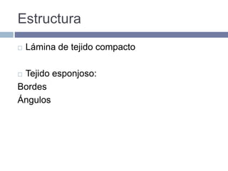Estructura
 Lámina de tejido compacto
 Tejido esponjoso:
Bordes
Ángulos
 