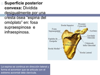  Superficie posterior
convexa: Dividida
desigualmente por una
cresta ósea “espina del
omóplato” en: fosa
supraespinosa e
infraespinosa.
La espina se continua en dirección lateral y
forma el acromion que se articula con el
extremo acromial dela clavícula.
 