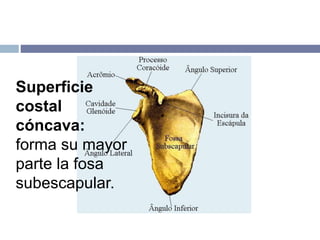 Superficie
costal
cóncava:
forma su mayor
parte la fosa
subescapular.
 