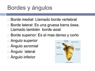 Bordes y ángulos
 Borde medial: Llamado borde vertebral
 Borde lateral: Es una gruesa barra ósea.
Llamado también borde axial
 Borde superior: Es el mas denso y corto
 Angulo superior
 Ángulo acromial
 Ángulo lateral
 Ángulo inferior
 