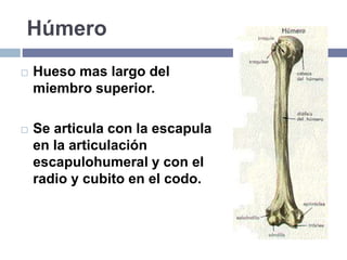 Húmero
 Hueso mas largo del
miembro superior.
 Se articula con la escapula
en la articulación
escapulohumeral y con el
radio y cubito en el codo.
 