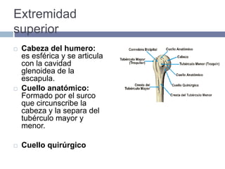 Extremidad
superior
 Cabeza del humero:
es esférica y se articula
con la cavidad
glenoidea de la
escapula.
 Cuello anatómico:
Formado por el surco
que circunscribe la
cabeza y la separa del
tubérculo mayor y
menor.
 Cuello quirúrgico
 