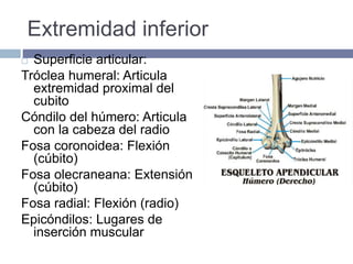 Extremidad inferior
 Superficie articular:
Tróclea humeral: Articula
extremidad proximal del
cubito
Cóndilo del húmero: Articula
con la cabeza del radio
Fosa coronoidea: Flexión
(cúbito)
Fosa olecraneana: Extensión
(cúbito)
Fosa radial: Flexión (radio)
Epicóndilos: Lugares de
inserción muscular
 