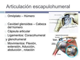 Articulación escapulohumeral
 Omóplato – Húmero
 Cavidad glenoidea – Cabeza
del húmero
 Cápsula articular
 Ligamentos: Coracohumeral
y glenohumeral
 Movimientos: Flexión,
extensión, Aducción,
abducción , rotación
 
