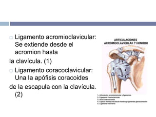  Ligamento acromioclavicular:
Se extiende desde el
acromion hasta
la clavícula. (1)
 Ligamento coracoclavicular:
Una la apófisis coracoides
de la escapula con la clavícula.
(2)
 