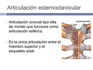 Articulación esternoclavicular
 Articulación sinovial tipo silla
de montar que funciona como
articulación esférica.
 Es la única articulación entre el
miembro superior y el
esqueleto axial.
 