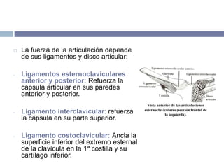  La fuerza de la articulación depende
de sus ligamentos y disco articular:
- Ligamentos esternoclaviculares
anterior y posterior: Refuerza la
cápsula articular en sus paredes
anterior y posterior.
- Ligamento interclavicular: refuerza
la cápsula en su parte superior.
- Ligamento costoclavicular: Ancla la
superficie inferior del extremo esternal
de la clavícula en la 1ª costilla y su
cartílago inferior.
 