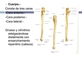  Cuerpo.-
Consta de tres caras
-Cara anterior.-
-Cara posterior.-
-Cara lateral.-
Grueso y cilíndrico
adelgazándose
distalmente con
ensanchamiento
repentino (cabeza)
 
