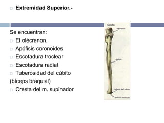  Extremidad Superior.-
Se encuentran:
 El olécranon.
 Apófisis coronoides.
 Escotadura troclear
 Escotadura radial
 Tuberosidad del cúbito
(bíceps braquial)
 Cresta del m. supinador
 
