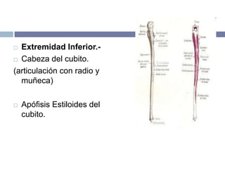  Extremidad Inferior.-
 Cabeza del cubito.
(articulación con radio y
muñeca)
 Apófisis Estiloides del
cubito.
 